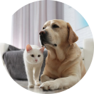 pets-modified
